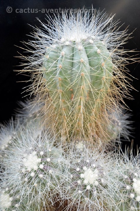 Copiapoa krainziana scopulina DSC 3503